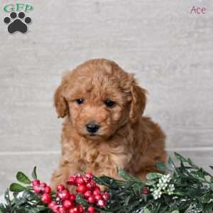 Ace, Miniature Poodle Puppy