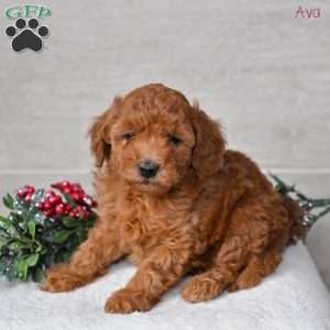 Ava, Miniature Poodle Puppy