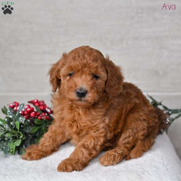 Ava, Miniature Poodle Puppy