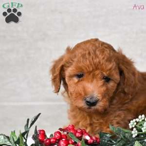 Ava, Miniature Poodle Puppy