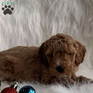 Merry, Mini Whoodle Puppy