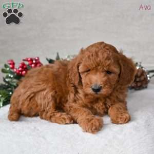 Ava, Miniature Poodle Puppy