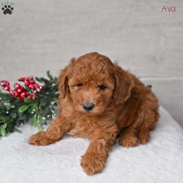 Ava, Miniature Poodle Puppy