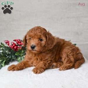 Ava, Miniature Poodle Puppy