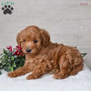 Axel, Miniature Poodle Puppy