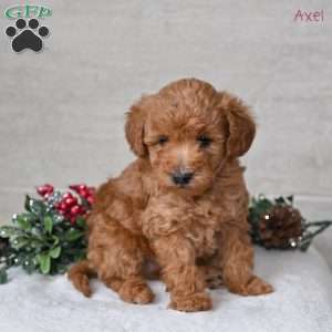 Axel, Miniature Poodle Puppy