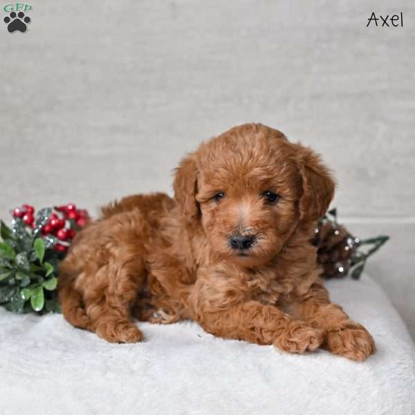 Axel, Miniature Poodle Puppy