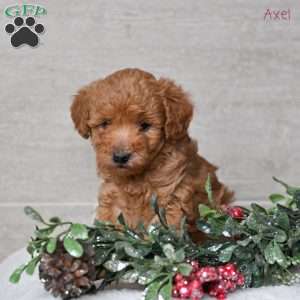 Axel, Miniature Poodle Puppy