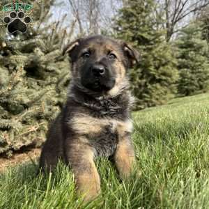 Talia, German Shepherd Puppy
