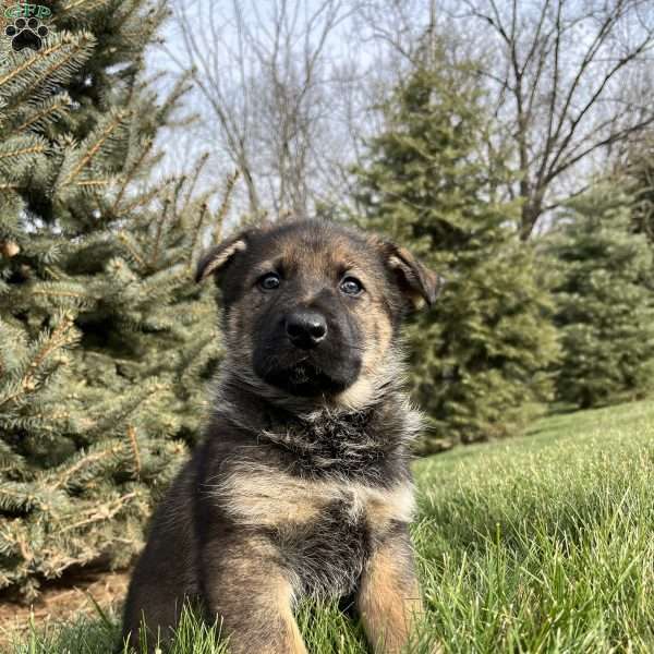 Talia, German Shepherd Puppy