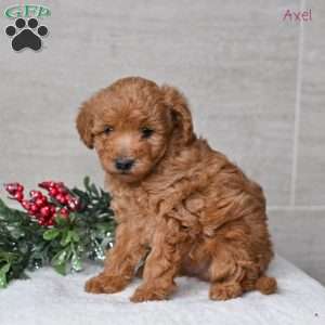 Axel, Miniature Poodle Puppy