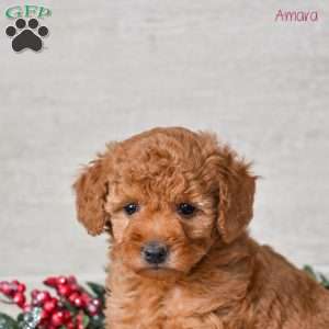 Amara, Miniature Poodle Puppy