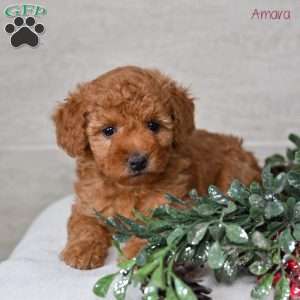 Amara, Miniature Poodle Puppy
