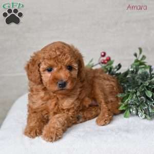 Amara, Miniature Poodle Puppy