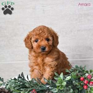 Amara, Miniature Poodle Puppy