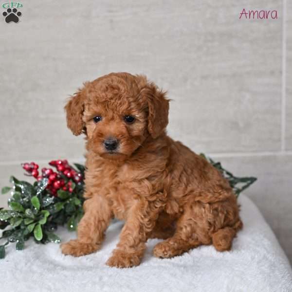 Amara, Miniature Poodle Puppy