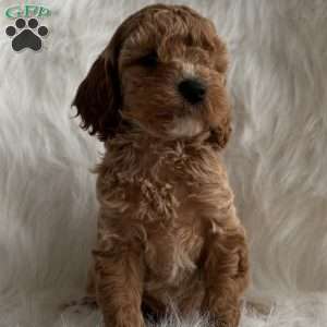 Merry, Mini Whoodle Puppy