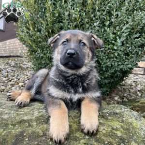 Talia, German Shepherd Puppy