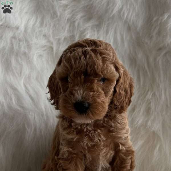 Merry, Mini Whoodle Puppy