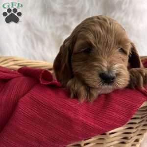 Claus, Mini Whoodle Puppy