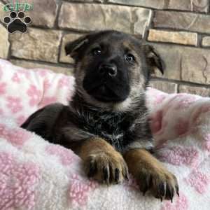 Talia, German Shepherd Puppy