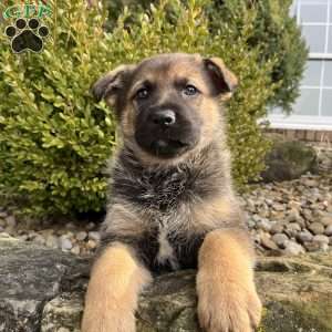 Suki, German Shepherd Puppy