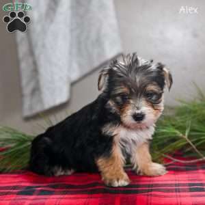 Alex, Morkie / Yorktese Puppy