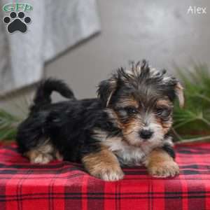 Alex, Morkie / Yorktese Puppy