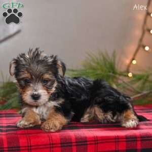 Alex, Morkie / Yorktese Puppy