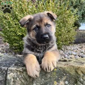 Suki, German Shepherd Puppy