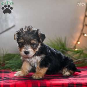 Alex, Morkie / Yorktese Puppy
