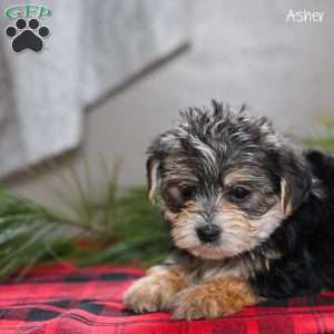 Asher, Morkie / Yorktese Puppy