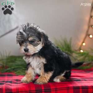 Asher, Morkie / Yorktese Puppy