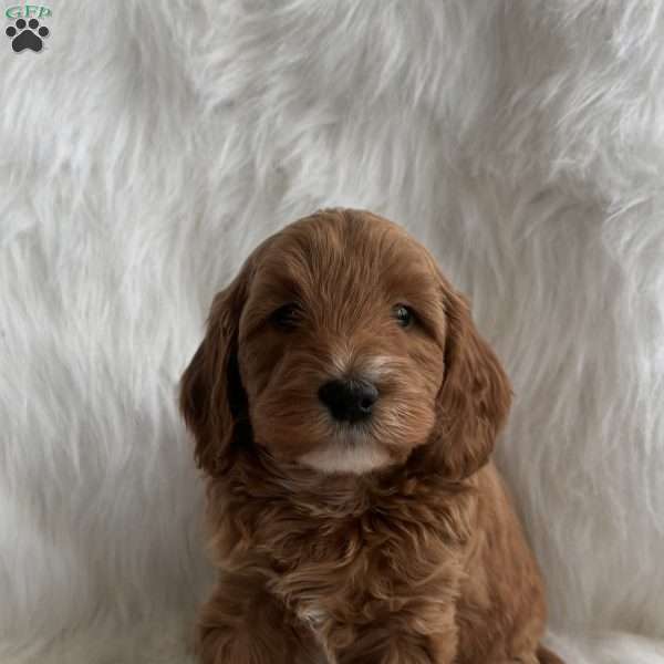 Claus, Mini Whoodle Puppy