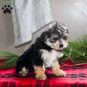 Asher, Morkie / Yorktese Puppy