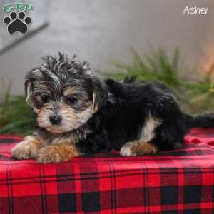 Asher, Morkie / Yorktese Puppy