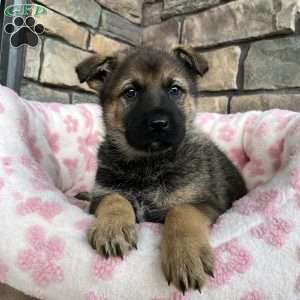 Suki, German Shepherd Puppy