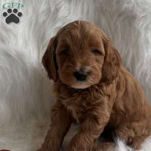 Claus, Mini Whoodle Puppy