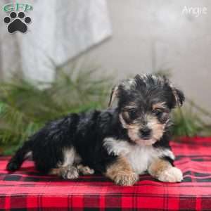 Angie, Morkie / Yorktese Puppy