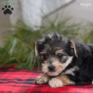 Angie, Morkie / Yorktese Puppy