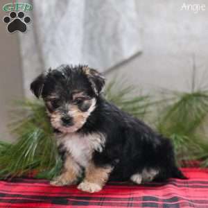 Angie, Morkie / Yorktese Puppy