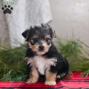Angie, Morkie / Yorktese Puppy