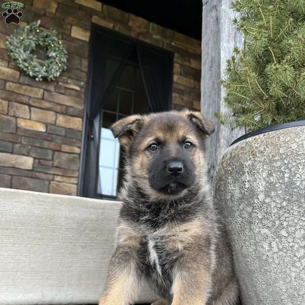 Suki, German Shepherd Puppy