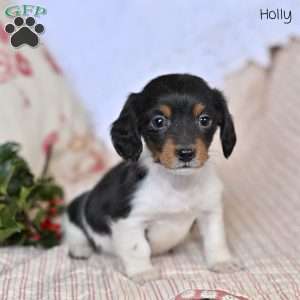 Holly, Dachshund Puppy