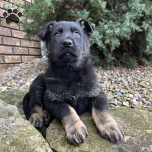 Jayda, German Shepherd Puppy
