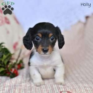 Holly, Dachshund Puppy