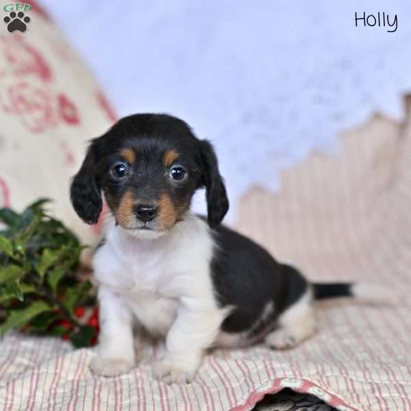 Holly, Dachshund Puppy