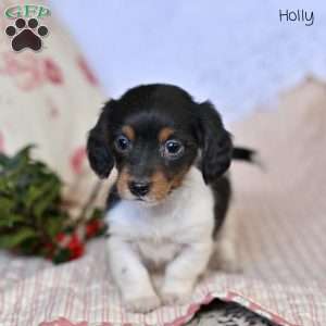 Holly, Dachshund Puppy