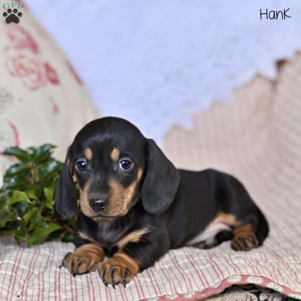 Hank, Dachshund Puppy