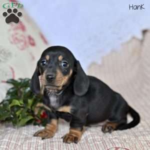 Hank, Dachshund Puppy